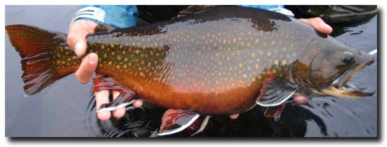 Labrador’s Giant Brook Trout, fly fishing for giant brookies from Minipi Camps and Crooks Lake Lodge