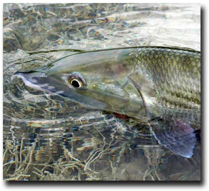 Photos: Huge Bonefish Shatters Lodge Record at Deep Water Cay - Orvis News