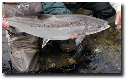 Gaspé Peninsula Atlantic Salmon Fly Fishing