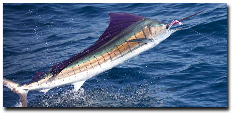 57 Sailfish on a Fly in One Day in Guatemala