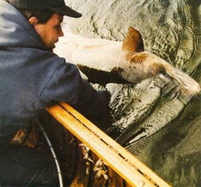 world record atlantic salmon