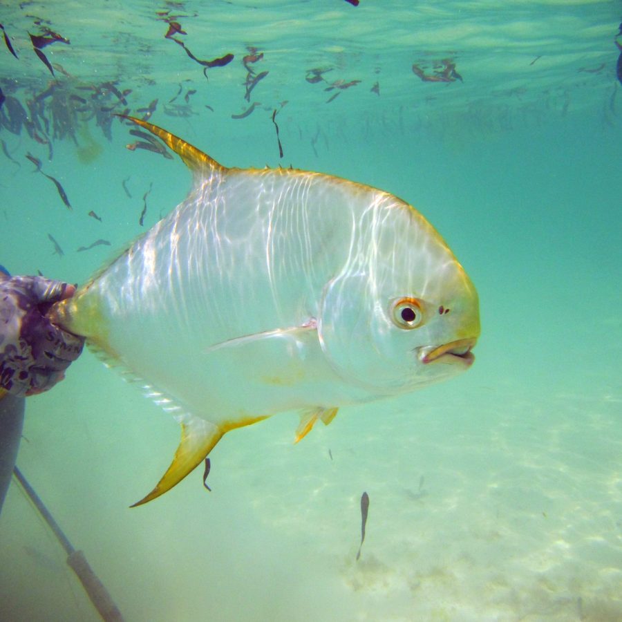 Cosmoledo Seychelles Fly Fishing permit underwater Angler Adventures