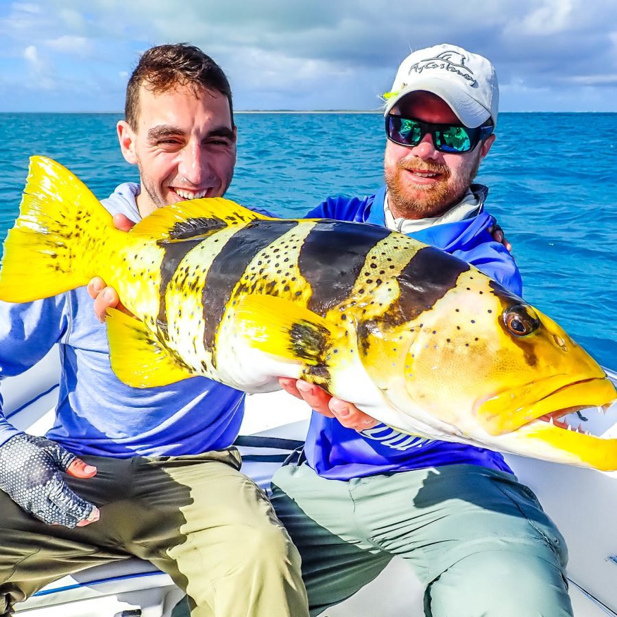 saddle grouper seychelles farquhar atoll angler adventures clinton ct